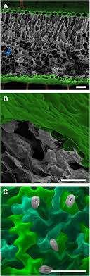 Cell geometry regulates tissue fracture | Nature Communications