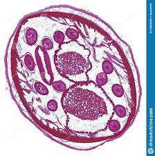 Plants vs animals bronco biology exploring the cell. Cross Section Cut Under The Microscope Microscopic View Of Animal Cells For Education Stock Photo Image Of Animal Nucleus 126836920