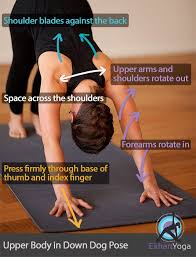 Arm Rotation In Downward Facing Dog Ekhart Yoga Teaching Yoga Yoga Benefits Yoga Anatomy