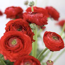 Italian Ranunculus Cloni Success Sangria Ranunculus Ranunculus Flowers Easy To Grow Bulbs