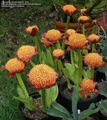 Image result for Scadoxus puniceus