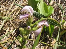 Image result for Canavalia cathartica