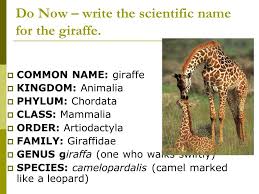 Classification Ppt Download