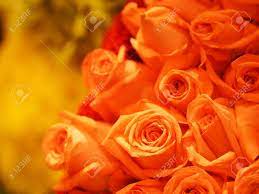 Beautiful orange colored flowers in bright tones with pinkish orange colored background. Orange Old Rose Color Rose Flower Arrangement Beautiful Bouquet On Blurred Of Nature Background Symbol Love Valentine Day Stock Photo Picture And Royalty Free Image Image 138552226