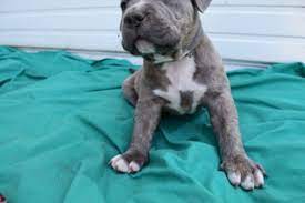 We provide a free lising service for american pit bull terrier breeders to advertise their puppies in detroit, grand rapids, lansing and anywhere else in michigan. Welcome To Dangerous Neoseeker Xyz