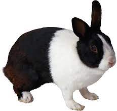 Rabbit Png Black And White Rabbit Rabbit Png Rabbit