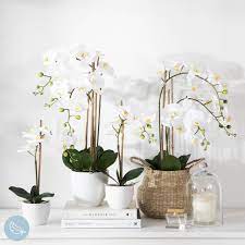 White Potted Artificial Orchids Phalaenopsis Orchid Artificial Orchids Orchids