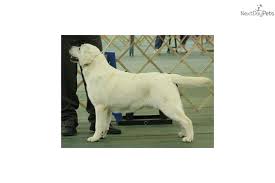 We did not find results for: White English Cream Labs Labrador Retriever Lab Puppies Labrador Retriever Puppies