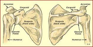 Shoulder blade anatomy diagram / shoulder blade anatomy anatomy drawing diagram. Dan Atherton Breaks His Shoulder Blade