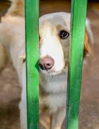 Animal Shelter Appreciation Week 7 Ways Shelters Help Pets Dogtime In 2020 Animal Shelter Animals Foster Animals