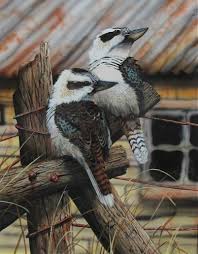 Paul Margocsy Australian Wildlife Australian Native Animals Australia Animals