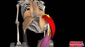 Gluteus Maximus Muscle Youtube