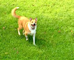 We see malignant lymphoma, which is a tumor of the lymph nodes. Cure Dog Bone Cancer Home Facebook