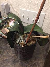 Click here to get the latest tips and advice on how and when to trim and care for orchids. Newbie Orchid Owner Does This One Still Have Life In It Pruning Or Other Care Necessary Orchids