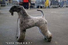 Please check again soon for new, beautiful kerry blue. 37 Dogs I Love Ideas Dogs Puppies Dog Breeds