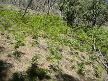 The most effective way to control tree of heaven is to pull seedlings by hand before the taproot develops. Ailanthus Altissima Wikipedia