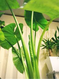 クワズイモの育て方 増やし方は挿し木 土や水やり 植え替えは Greensnap グリーンスナップ