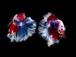 We did not find results for: 4 Ikan Cupang Termahal Di Dunia Harganya Setara Motor