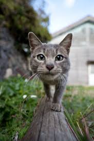 50 Amazing Photos From Cat Heaven Island In Japan Cute Cats Cute Animals Animals