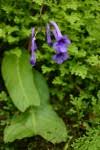 Image result for Streptocarpus eylesii × michelmorei
