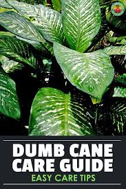 Dieffenbachia Also Known As The Dumb Cane Plant Is One Of The Top Ten Most Popular Houseplants Out There Learn Exactly H Dumb Cane Plant Plant Care Plants