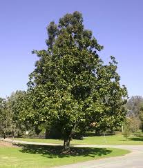 Magnolia Grandiflora Samuel Sommer Magnolia Grandiflora Front Landscaping Specimen Trees