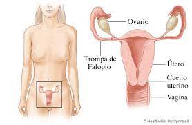 Maybe you would like to learn more about one of these? Aparato Reproductor Femenino Cigna