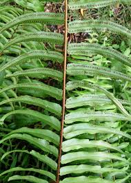 Image result for Nephrolepis biserrata