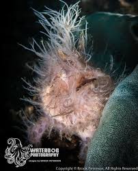 Image result for Cynorkis anisoloba