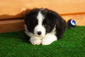 Border Collie For Sale In The City Of Nizhnekamsk Russian Federation Price 608 Announcement 5150