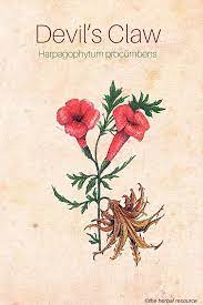 Pin On Herbs Botanical Illustrations