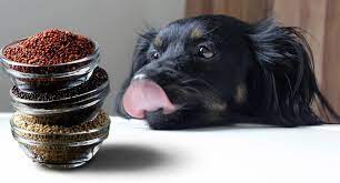 Can Dogs Eat Quinoa Pros Cons 3 Best Recipes