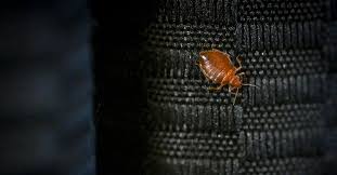 Image result for bedbugs on mattress
