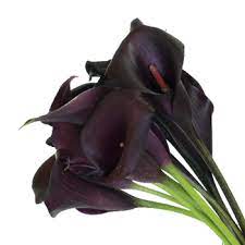 The dark purple tone of this calla lily is the perfect contrast. Deep Purple Calla Lily