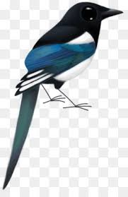 Murai batu mb merupakan burung tipe fighter yang saat ini menjadi burung kicauan paling digemari di indonnesia. Murai Unduh Gratis Cat Air Bunga Bulu Lukisan Cat Air Lubang Murai Bulu Gambar Png