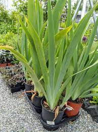 Germanica which is sterile) and its numerous cultivars. Planting In The Flower Garden The Martha Stewart Blog