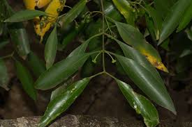 Image result for Coptosperma