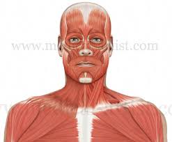 Those muscles aren't used to working that way. Anatomy Of The Head And Neck Medical Illustrations Showing The Anatomy Of The Face Head And Neck Including Related Muscles