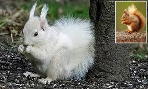 Want to share imdb's rating on your own site? White Red Squirrel Spotted Enjoying A Spot Of Breakfast Daily Mail Online