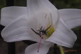 Image result for Crinum rautanenianum