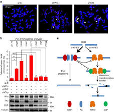 Wrn Regulates Pathway Choice Between Classical And Alternative Non Homologous End Joining Nature Communications