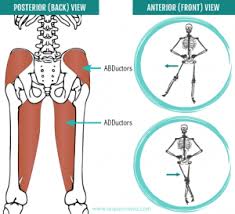 Adductorsabductors 300x273 Png 300 273 Pixels Hip Abductor Exercises Hip Flexor Hip Flexor Exercises