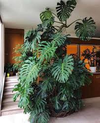 Giant Monstera Living Indoors Plants Best Indoor Plants Plant Decor