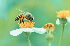 Die einen haben angst vor ihnen, die anderen bewundern sie: Bienensterben So Kannst Du Bienen In Not Helfen Brigitte De