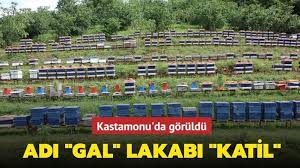 Ne iyi etmiş de anam beni bu cana yakın memlekette doğurmuş! Cide Haber Ve Eglence Portali