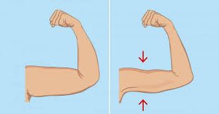 Otro de los ejercicios clásicos, en este caso para trabajar los bíceps. 5 Ejercicios Para Adelgazar Y Moldear Los Brazos Sin Ir Al Gimnasio Bioguia
