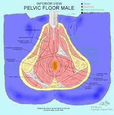Male Pelvic Floor Muscle Pelvic Floor Muscles Pelvic Floor Levator Ani