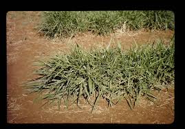Image result for Urochloa brizantha