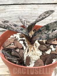 Image result for Oeceoclades