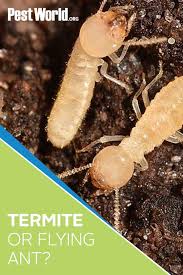 Termites Are Known As Silent Destroyers Because Of Their Ability To Chew Through Wood And Flooring In A Home Fo Termites Termite Infestation Drywood Termites